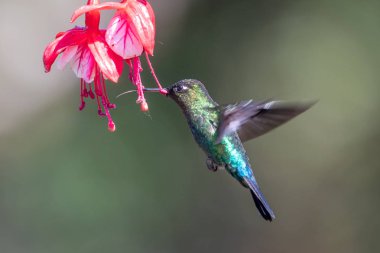 Mavi sinekkuşu Violet Sabrewing güzel kırmızı çiçeğin yanında uçuyor. Teneke kuş ormanda uçar. Kosta Rika 'da vahşi yaşam. Ormanda çiçekten nektar emen iki kuş. Kuş davranışları