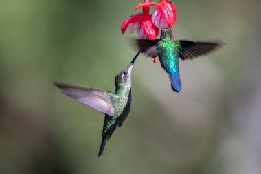 Mavi sinekkuşu Violet Sabrewing güzel kırmızı çiçeğin yanında uçuyor. Teneke kuş ormanda uçar. Kosta Rika 'da vahşi yaşam. Ormanda çiçekten nektar emen iki kuş. Kuş davranışları