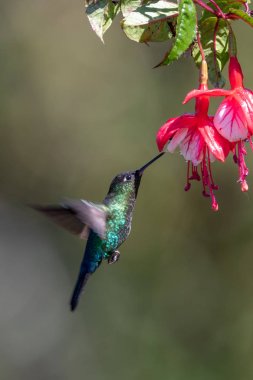 Mavi sinekkuşu Violet Sabrewing güzel kırmızı çiçeğin yanında uçuyor. Teneke kuş ormanda uçar. Kosta Rika 'da vahşi yaşam. Ormanda çiçekten nektar emen iki kuş. Kuş davranışları
