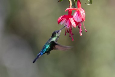 Mavi sinekkuşu Violet Sabrewing güzel kırmızı çiçeğin yanında uçuyor. Teneke kuş ormanda uçar. Kosta Rika 'da vahşi yaşam. Ormanda çiçekten nektar emen iki kuş. Kuş davranışları