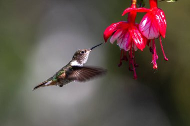 Mavi sinekkuşu Violet Sabrewing güzel kırmızı çiçeğin yanında uçuyor. Teneke kuş ormanda uçar. Kosta Rika 'da vahşi yaşam. Ormanda çiçekten nektar emen iki kuş. Kuş davranışları