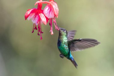 Mavi sinekkuşu Violet Sabrewing güzel kırmızı çiçeğin yanında uçuyor. Teneke kuş ormanda uçar. Kosta Rika 'da vahşi yaşam. Ormanda çiçekten nektar emen iki kuş. Kuş davranışları