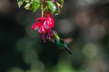 Mavi sinekkuşu Violet Sabrewing güzel kırmızı çiçeğin yanında uçuyor. Teneke kuş ormanda uçar. Kosta Rika 'da vahşi yaşam. Ormanda çiçekten nektar emen iki kuş. Kuş davranışları