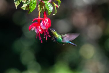 Mavi sinekkuşu Violet Sabrewing güzel kırmızı çiçeğin yanında uçuyor. Teneke kuş ormanda uçar. Kosta Rika 'da vahşi yaşam. Ormanda çiçekten nektar emen iki kuş. Kuş davranışları