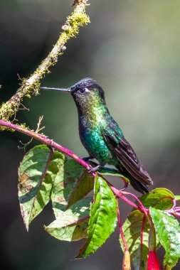 Mavi sinekkuşu Violet Sabrewing güzel kırmızı çiçeğin yanında uçuyor. Teneke kuş ormanda uçar. Kosta Rika 'da vahşi yaşam. Ormanda çiçekten nektar emen iki kuş. Kuş davranışları