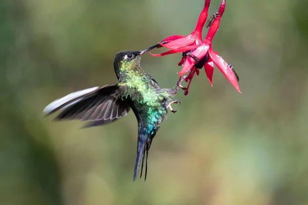 Colibrí Azul Violeta Sabrewing Volando Junto Hermosa Flor Roja Pájaro — Foto de Stock