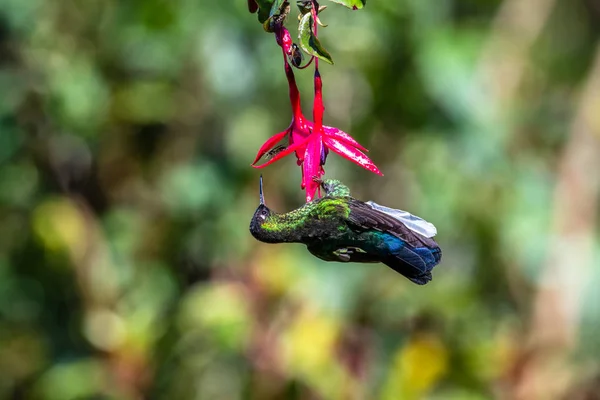 Colibrí Azul Violeta Sabrewing Volando Junto Hermosa Flor Roja Pájaro —  Fotos de Stock