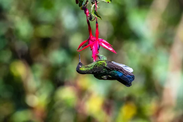 Mavi Sinekkuşu Violet Sabrewing Güzel Kırmızı Çiçeğin Yanında Uçuyor Teneke — Stok fotoğraf