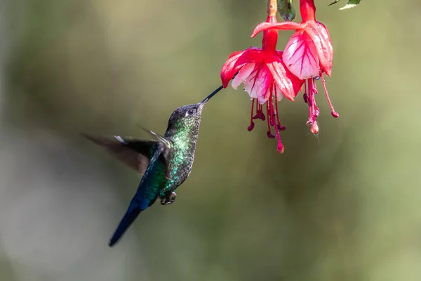 Blauer Kolibri Violet Sabrewing Fliegt Neben Schöner Roter Blume Dünne — Stockfoto