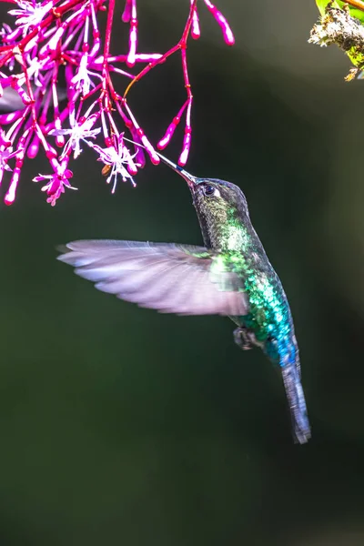 Mavi Sinekkuşu Violet Sabrewing Güzel Kırmızı Çiçeğin Yanında Uçuyor Teneke — Stok fotoğraf