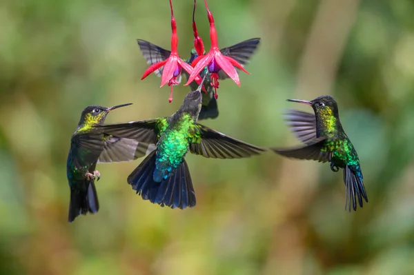 Colibrí Azul Violeta Sabrewing Volando Junto Hermosa Flor Roja Pájaro —  Fotos de Stock