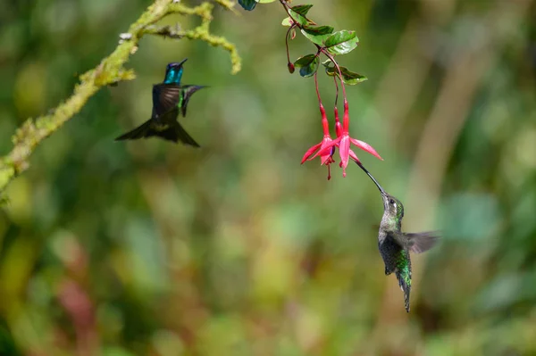 Blauwe Kolibrie Violet Sabrewing Vliegt Naast Mooie Rode Bloem Tinny — Stockfoto