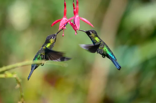 Colibrí Azul Violeta Sabrewing Volando Junto Hermosa Flor Roja Pájaro — Foto de Stock