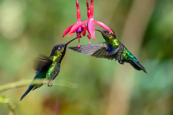 Colibrí Azul Violeta Sabrewing Volando Junto Hermosa Flor Roja Pájaro — Foto de Stock