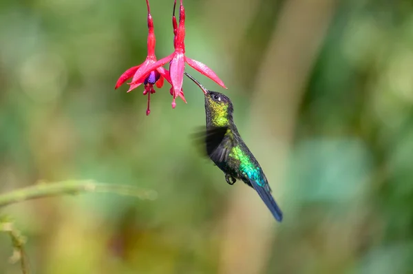 Colibrí Azul Violeta Sabrewing Volando Junto Hermosa Flor Roja Pájaro — Foto de Stock