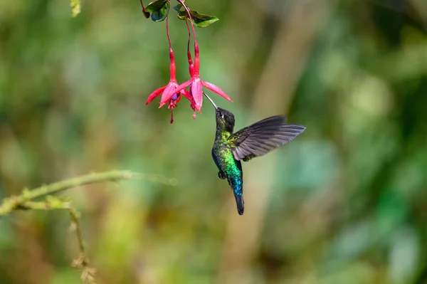 Blå Kolibri Violet Sabrewing Flyver Ved Siden Smukke Røde Blomst - Stock-foto