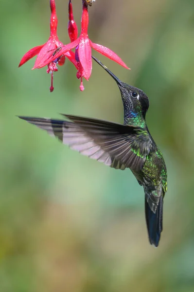 美しい赤い花の隣を飛ぶ青いハチドリバイオレットサブリュー 小さな鳥がジャングルを飛ぶ 熱帯コスタリカの野生動物 森の中から2羽の鳥が蜜を吸っている 鳥の行動 — ストック写真