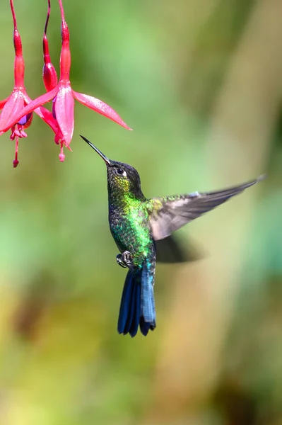 Blauwe Kolibrie Violet Sabrewing Vliegt Naast Mooie Rode Bloem Tinny — Stockfoto