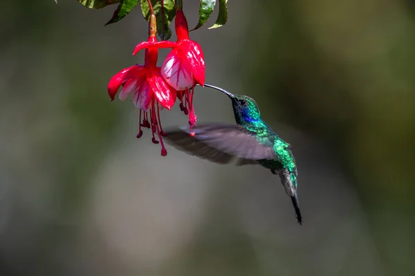 Blue Hummingbird Violet Sabrewing Flying Next Beautiful Red Flower Tinny — Stock Photo, Image