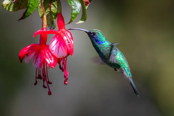 Beija Flor Azul Violet Sabrewing Voando Lado Bela Flor Vermelha — Fotografia de Stock