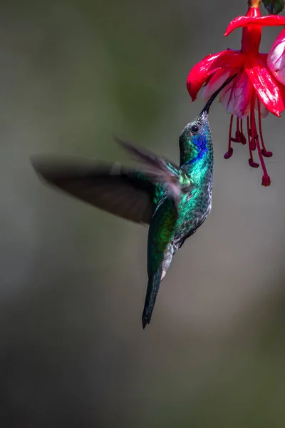 Blå Kolibri Violett Sabrewing Flyger Bredvid Vacker Röd Blomma Liten — Stockfoto