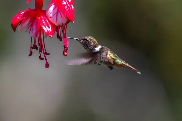 Blue Hummingbird Violet Sabrewing Flying Next Beautiful Red Flower Tinny — Stock Photo, Image