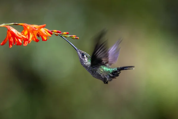 Colibrí Azul Violeta Sabrewing Volando Junto Hermosa Flor Roja Pájaro — Foto de Stock