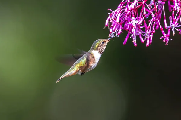 Colibrì Blu Violet Sabrewing Volando Accanto Bellissimo Fiore Rosso Gli — Foto Stock