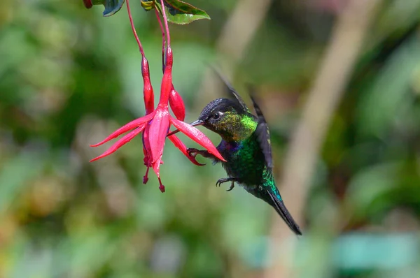 Blue hummingbird Violet Sabrewing flying next to beautiful red flower. Tinny bird fly in jungle. Wildlife in tropic Costa Rica. Two bird sucking nectar from bloom in the forest. Bird behaviour