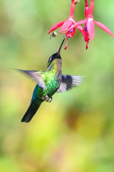 Blue hummingbird Violet Sabrewing flying next to beautiful red flower. Tinny bird fly in jungle. Wildlife in tropic Costa Rica. Two bird sucking nectar from bloom in the forest. Bird behaviour