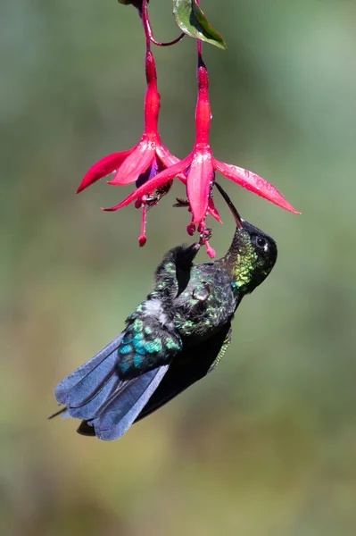 Mavi Sinekkuşu Violet Sabrewing Güzel Kırmızı Çiçeğin Yanında Uçuyor Teneke — Stok fotoğraf