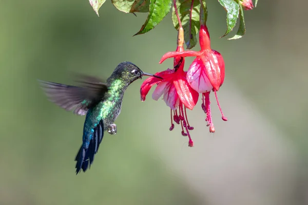 Modrý Kolibřík Violet Sabrewing Létající Vedle Krásné Červené Květiny Ptáček — Stock fotografie