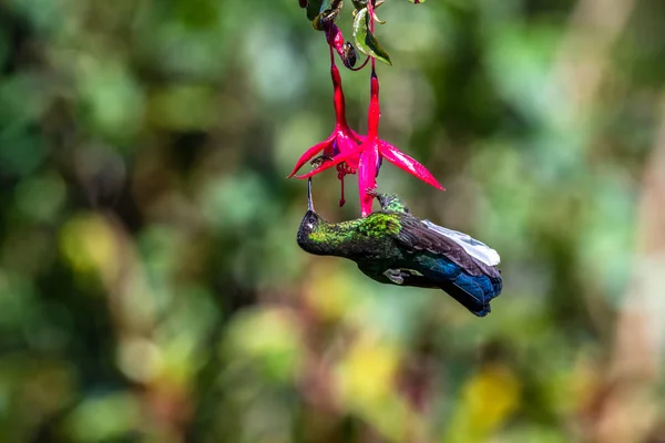 Blue hummingbird Violet Sabrewing flying next to beautiful red flower. Tinny bird fly in jungle. Wildlife in tropic Costa Rica. Two bird sucking nectar from bloom in the forest. Bird behaviour