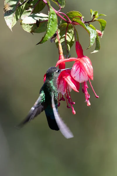 Blauwe Kolibrie Violet Sabrewing Vliegt Naast Mooie Rode Bloem Tinny — Stockfoto