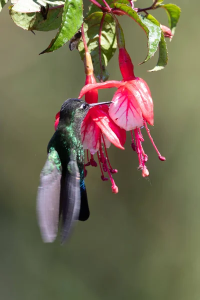 Colibri Bleu Violet Sabrewing Volant Côté Belle Fleur Rouge Oiseau — Photo