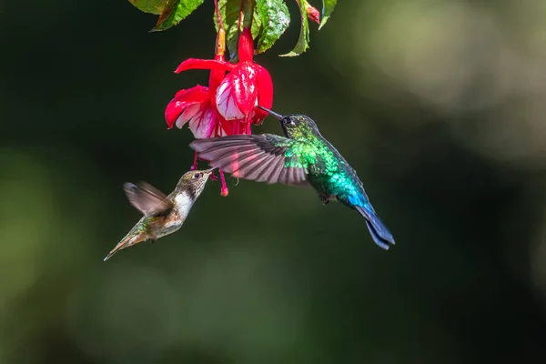 Colibrì Blu Violet Sabrewing Volando Accanto Bellissimo Fiore Rosso Gli — Foto Stock