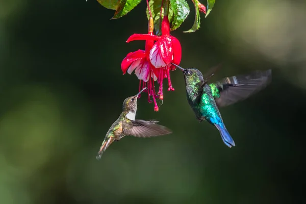 Colibrí Azul Violeta Sabrewing Volando Junto Hermosa Flor Roja Pájaro — Foto de Stock