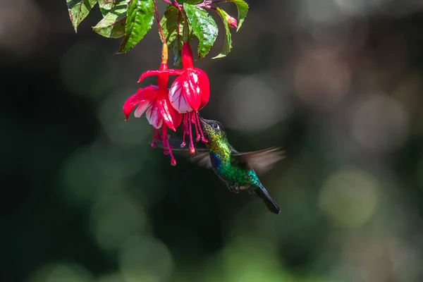 Blauwe Kolibrie Violet Sabrewing Vliegt Naast Mooie Rode Bloem Tinny — Stockfoto