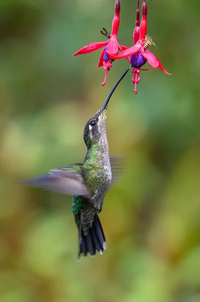 Colibrí Azul Violeta Sabrewing Volando Junto Hermosa Flor Roja Pájaro — Foto de Stock