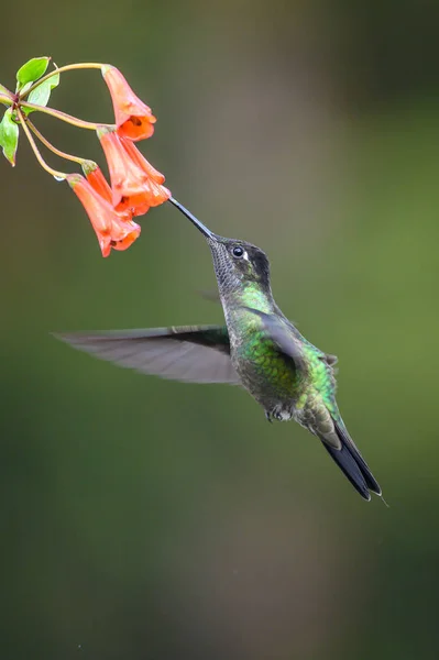 Blue Hummingbird Violet Sabrewing Flying Next Beautiful Red Flower Tinny — Stock Photo, Image