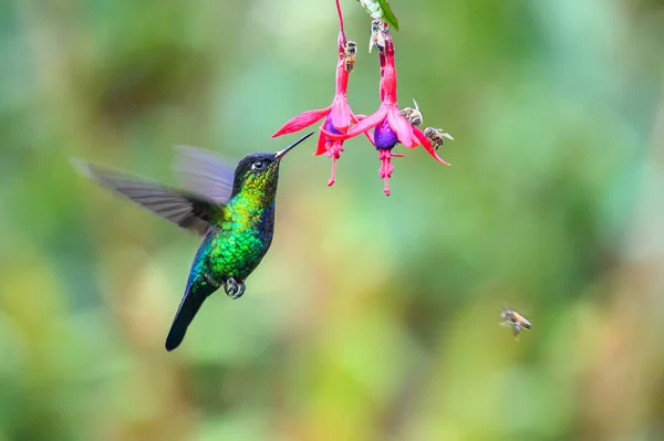 Kék Kolibri Violet Sabrewing Repül Mellett Gyönyörű Piros Virág Tinny — Stock Fotó