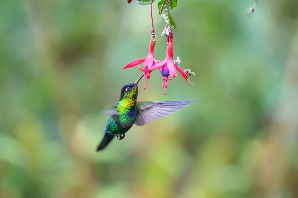 Blauer Kolibri Violet Sabrewing Fliegt Neben Schöner Roter Blume Dünne — Stockfoto