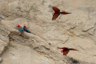 Kırmızı-ve-Yeşil Macaw, ara kloroptera, Uçuş Grubu