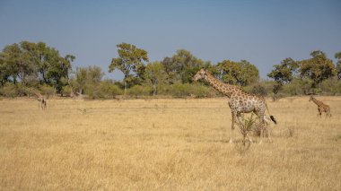 Bu yetişkin Rothschild zürafası (Giraffa camelopardalis rothschildi) açık çayırlarda yürürken görülür..