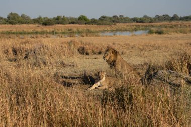 Savannah çim üzerinde yalan büyük aslan. düz ve tepelerin arka planda karakteristik ağaçlarla peyzaj