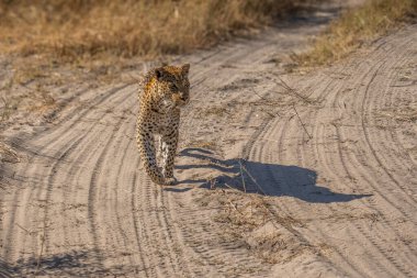 Leopar Afrika savanasında avını arıyor (Panthera pardus)