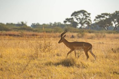Güney Afrika Kruger Ulusal Parkı 'nda boynuzlu erkek portresi; Bovidae familyasından Specie Aepyceros melampus