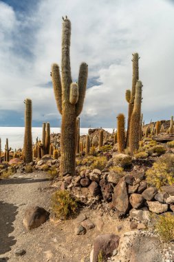 Salar de Uyuni tuz ovaları ile ada Incahuasi gündoğumu zaman, and Dağları'nda, Bolivya, Güney Amerika, büyük kaktüsler.