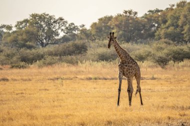 Bu yetişkin Rothschild zürafası (Giraffa camelopardalis rothschildi) açık çayırlarda yürürken görülür..