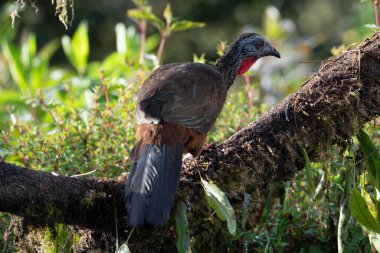 Bir Cauca Guan (Penelope perspicax) Güney Amerika, Kolombiya 'da bir orman açıklığında kısa çimlerin üzerinde duruyor.